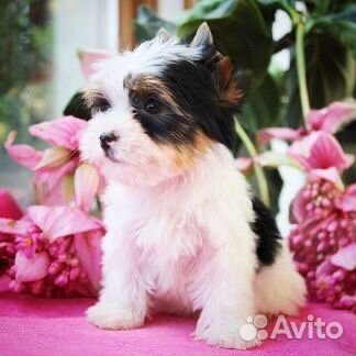 Щенки Бивер