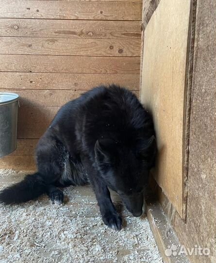 Старенькой собаке нужна помощь