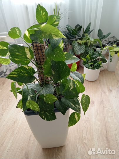 Комнатные цветы эпипремнум