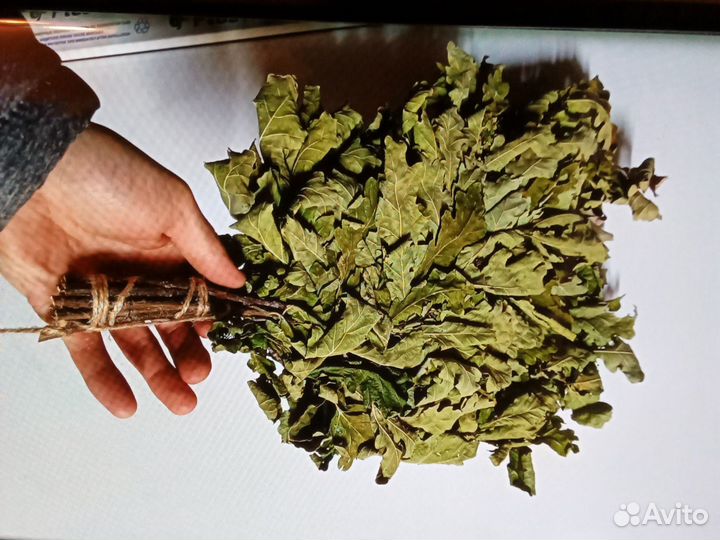 Дубовый сбор