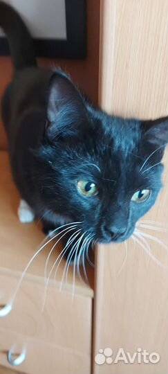 Кошки в добрые руки