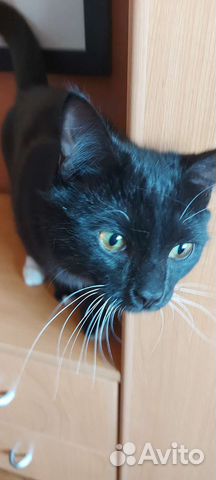 Кошки в добрые руки