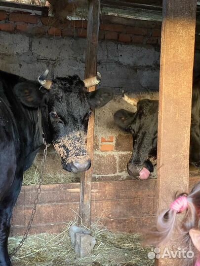 Корова дойная