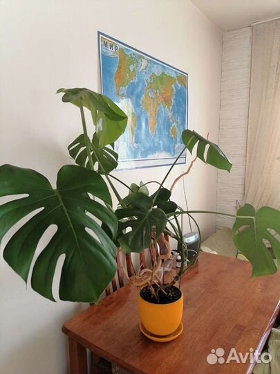 Монстра комнатное растение