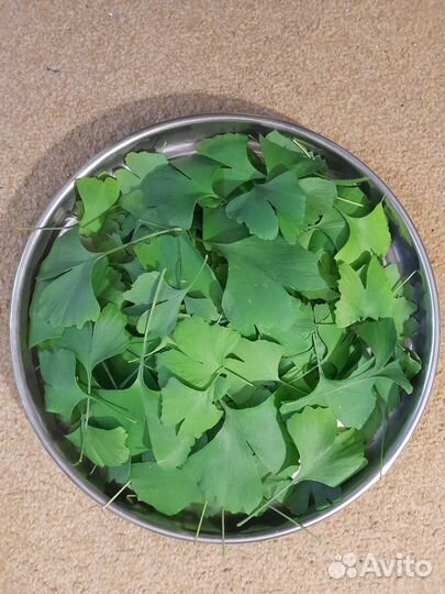 Гингко Билоба для Вашего Сада