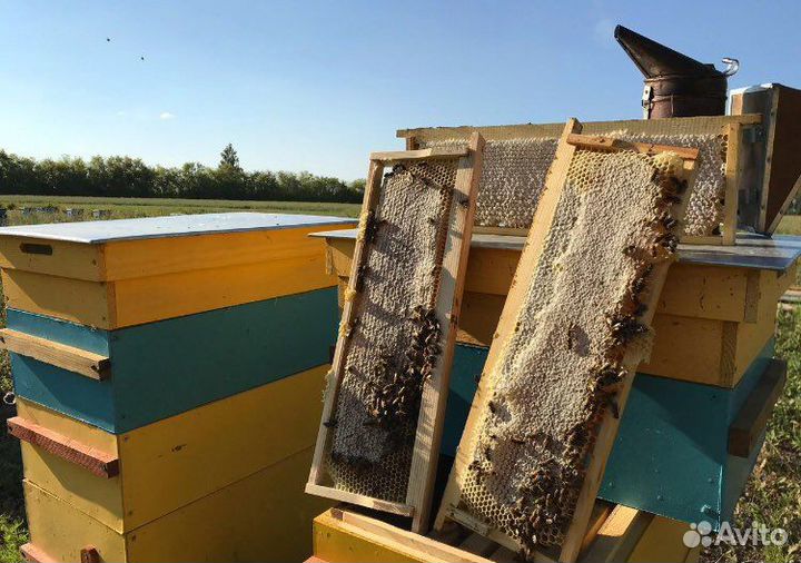 Мёд липовый, мед цветочный