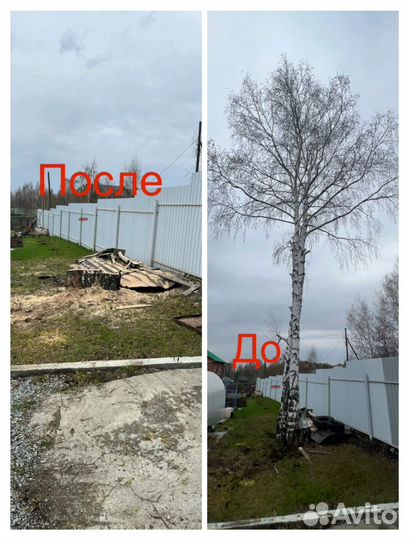 Спил деревьев