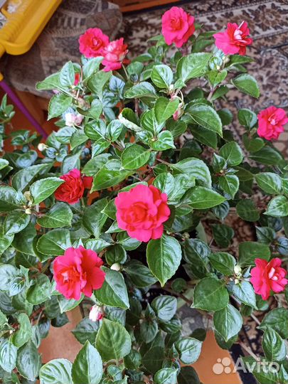 Фиалки цветы комнатные