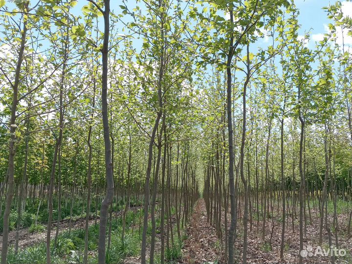 Платан кленолистный рябина тополь акация