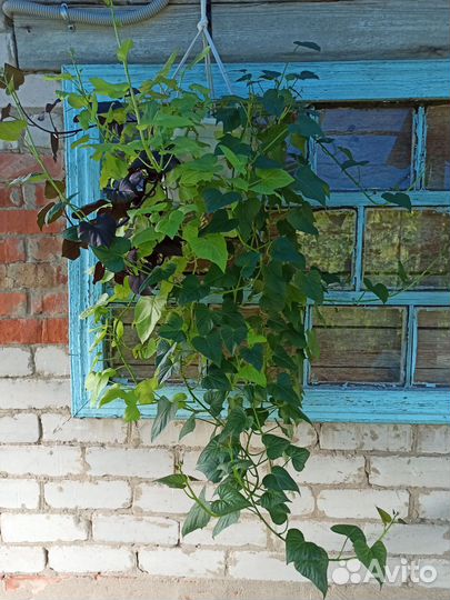 Ипомея батат