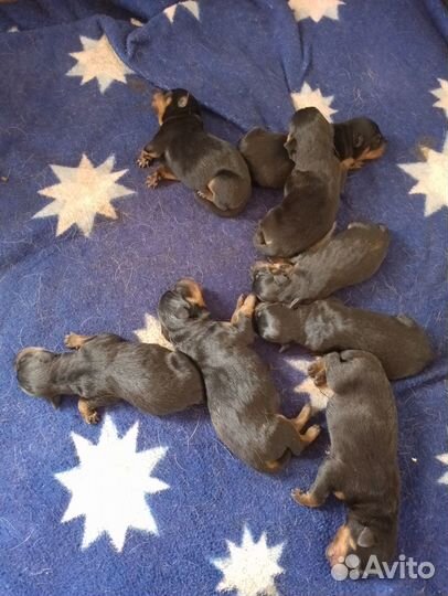Щенки ротвейлера продажа
