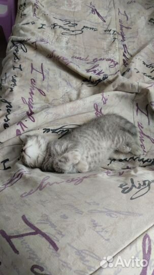 Котёнок девочка