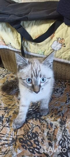 Котенок в дар