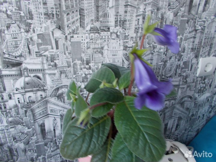 Глоксиния тидея