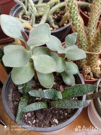 Суккуленты Гастерия Толстянка кактус