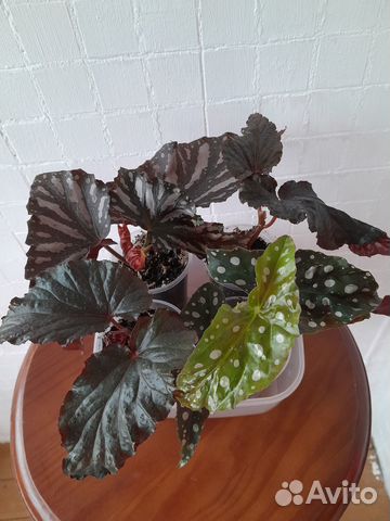 Бегония тростниковая или Кейн (Cane-like begonias)