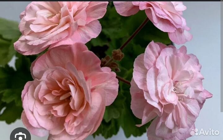 Пеларгония Леона галактика. Коллекционная