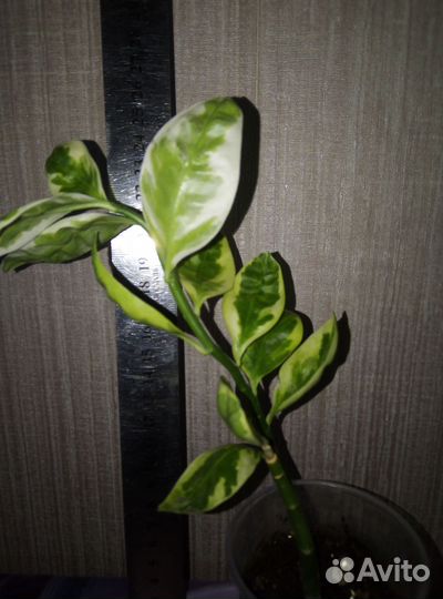 Цветы домашние