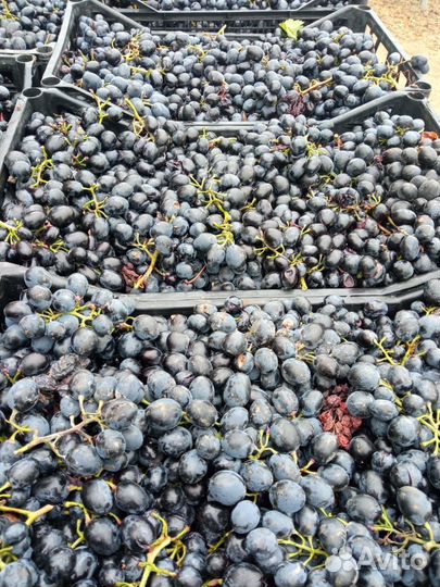 Виноград молдова
