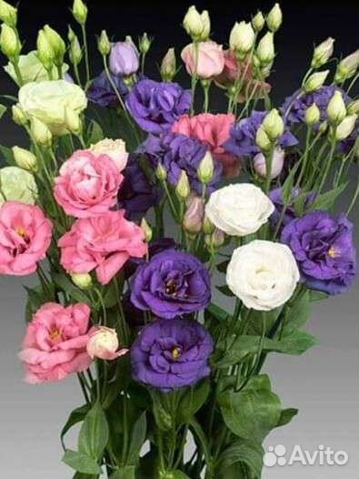 Лизиантус (эустома)