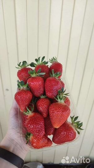 Клубника опт от 500кгдо 1.5т