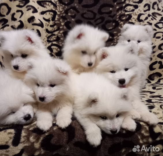 Самоедская лайка щенки