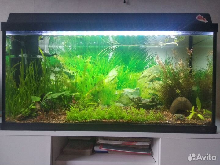 Аквариум на 80 литров