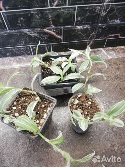 Комнатные растения все по 50