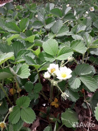 Рассада ремонтантной клубники