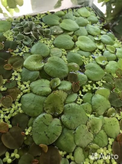 Филлантус и другие растения