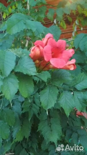 Кампсис лиана