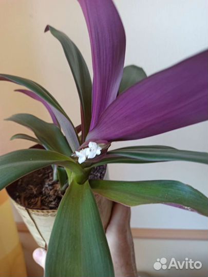 Традесканция Рео, ладья Моисея