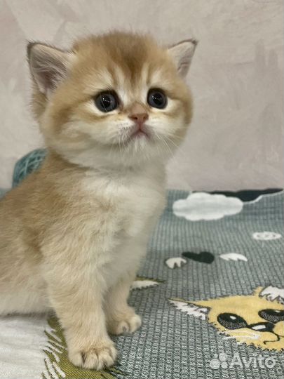 Британские котята золотая шиншилла