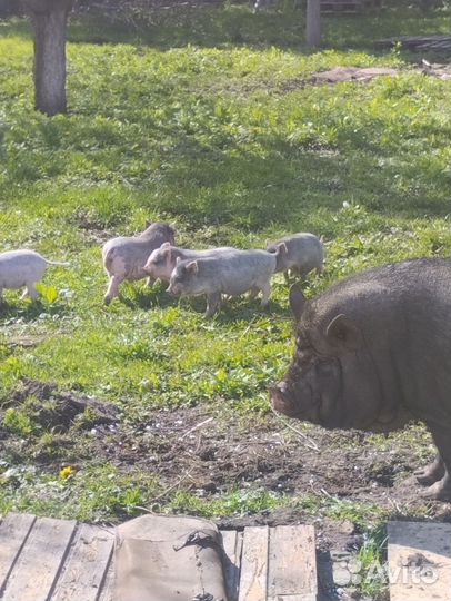 Вьетнамские веслобрюхии поросята