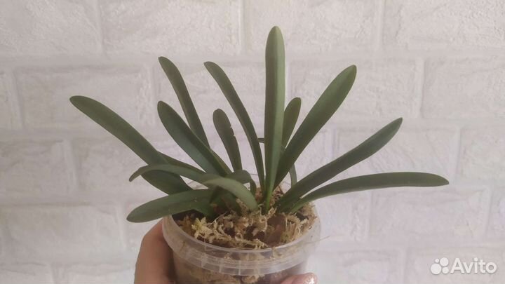 Масдеваллия