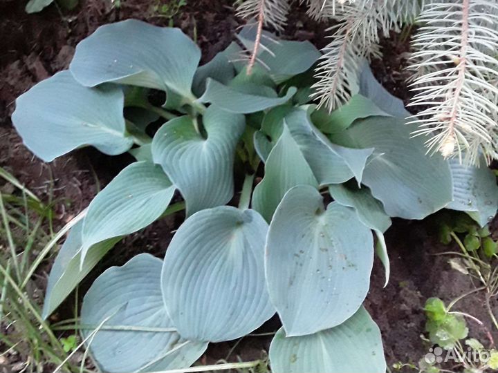 Хосты разные