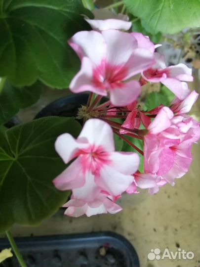 Пеларгония герань рассада