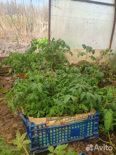 Рассада помидор