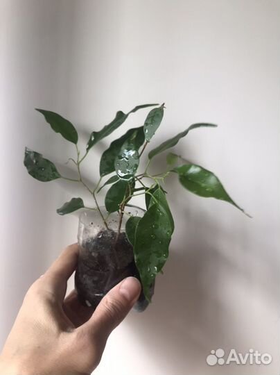 Фикус Бенджамина