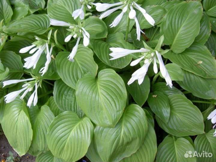Хоста белая