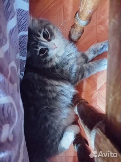 Кот в дар бесплатно