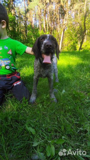 Щенки дратхаара