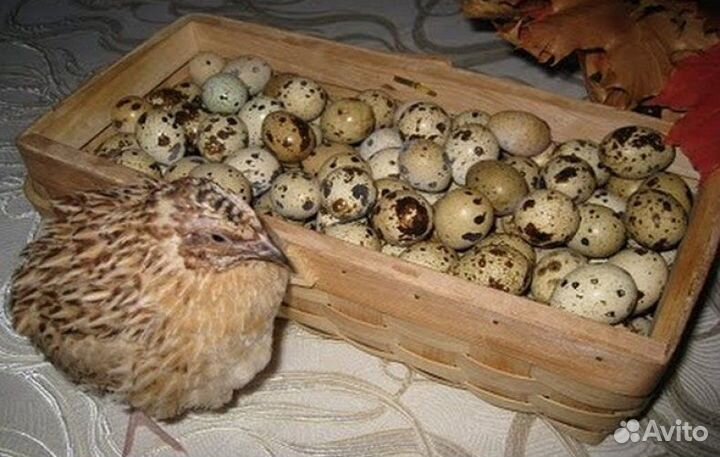 Яйца перепелиные домашние