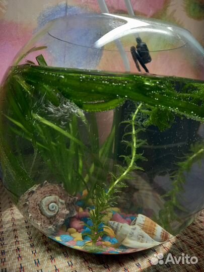 Аквариум