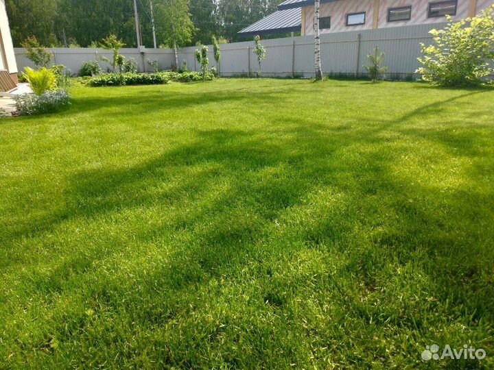 Газон посевной