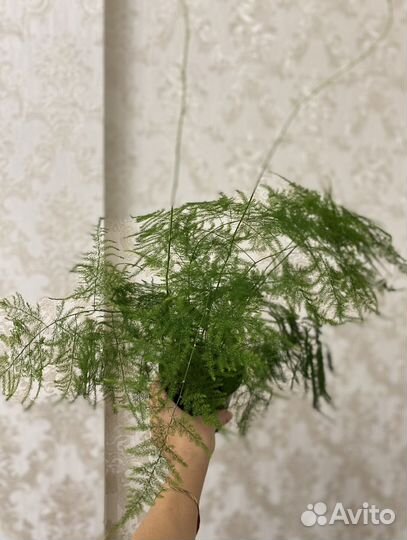 Аспарагус Перистый Комнатные растения
