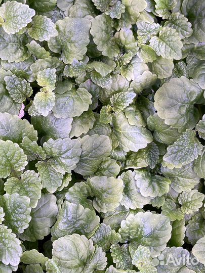 Мелисса цитрусовая (микрозелень, беби лист)