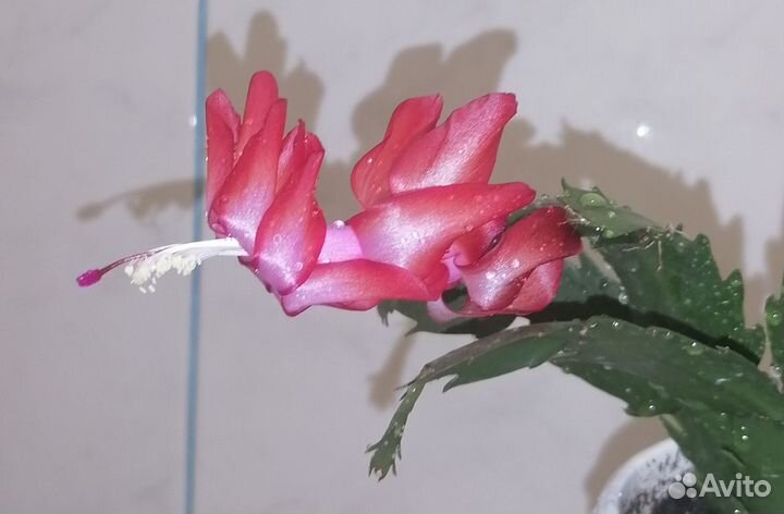 Декабрист шлюмбергера