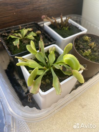 Хищные растения