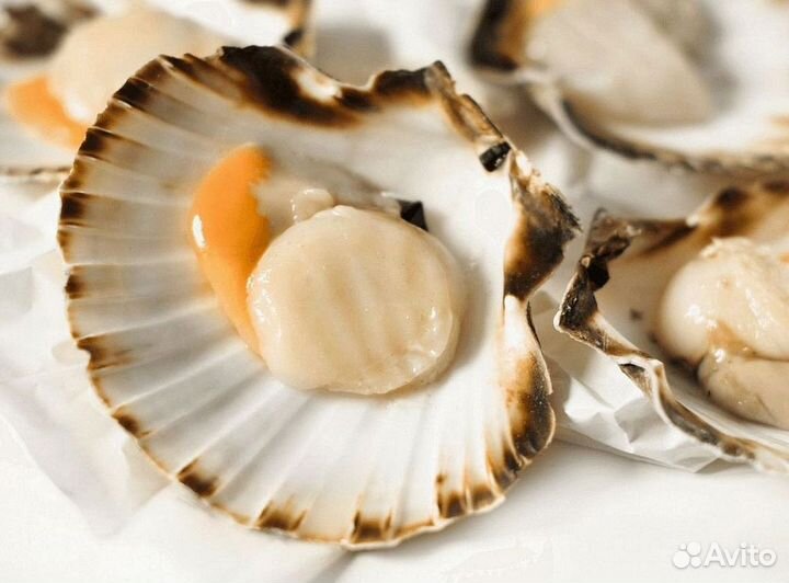Гребешок морской на створке